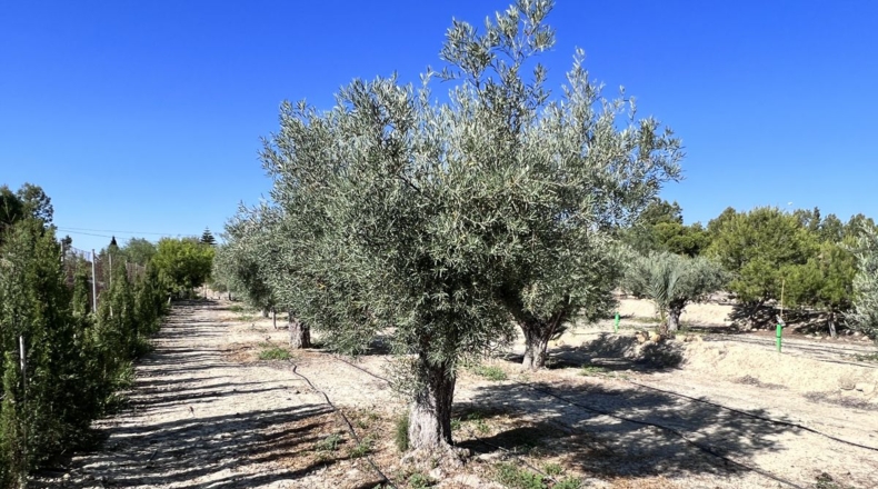Alicante - Alicante - 7000m2