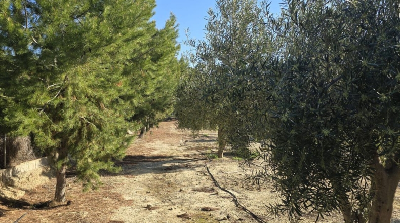 Alicante - Alicante - 7000m2