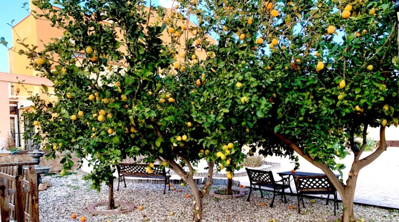 Alicante - San Vicente del Raspeig - 560m2