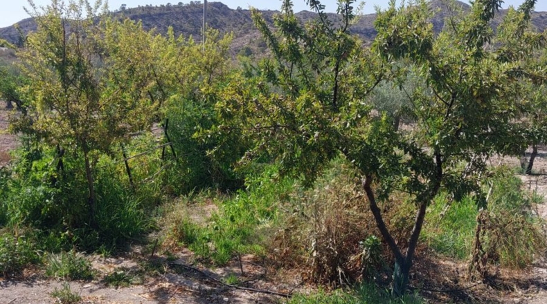 Alicante - Jijona - 16000m2
