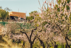 Torremanzanas 23000&nbsp;m²