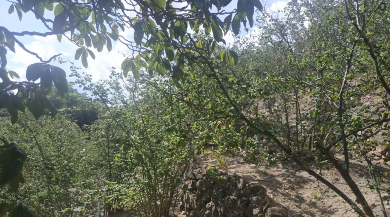 Tarragona - l'Aleixar - 6254m2