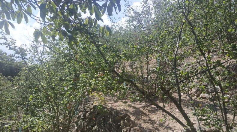 Tarragona - l'Aleixar - 6254m2