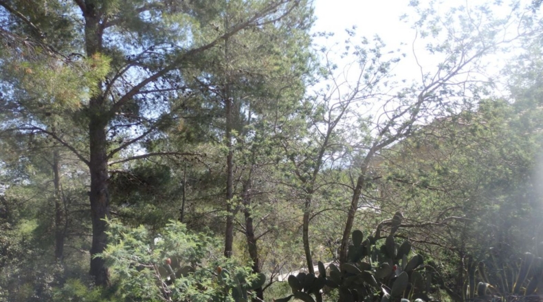 Tarragona - Riudecanyes - 659m2