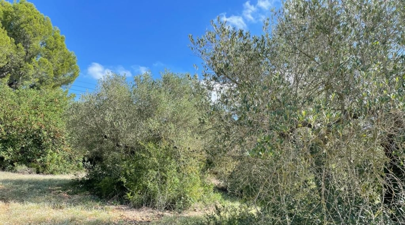 Tarragona - Alcover - 10000m2
