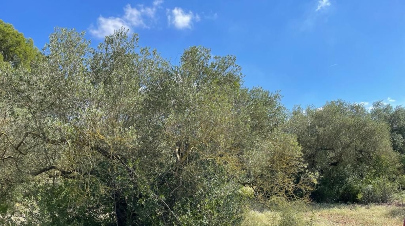 Tarragona - Alcover - 10000m2