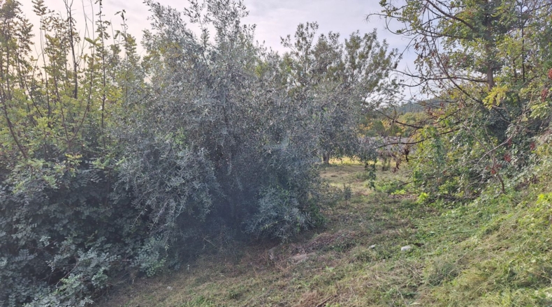 Tarragona - Alcover - 707m2
