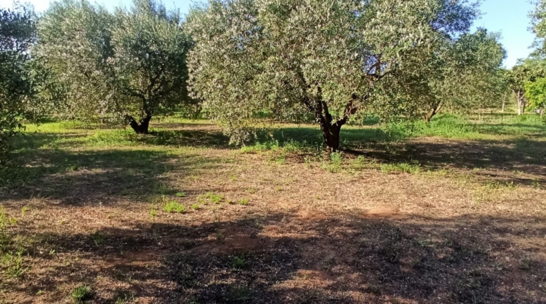 Tarragona - Reus - 2900m2