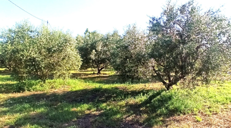 Tarragona - Reus - 2900m2