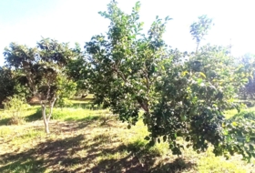 Foto 19
