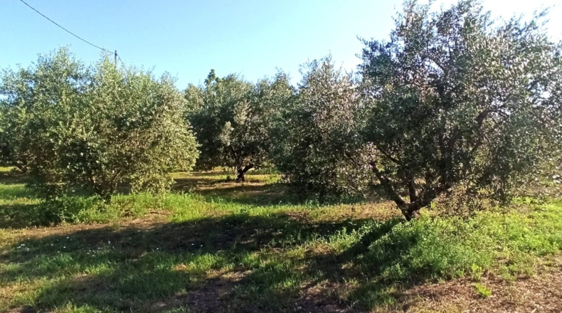 Tarragona - Reus - 2900m2