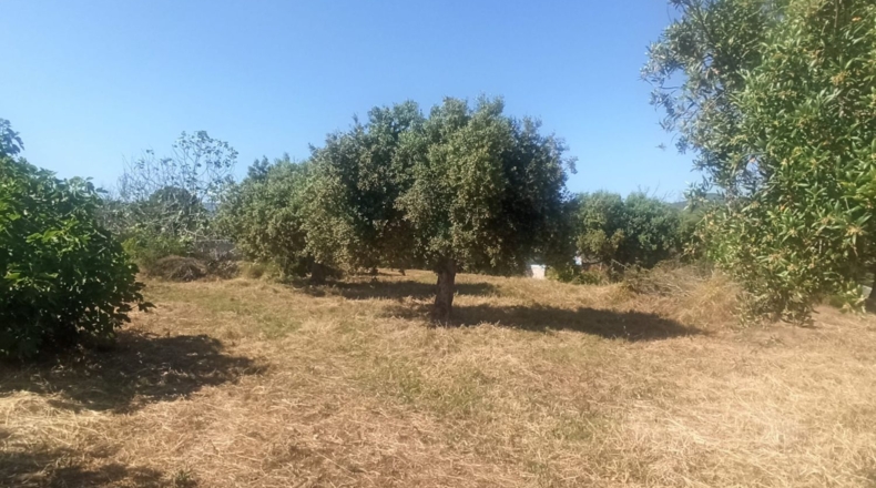 Tarragona - Maspujols - 5773m2