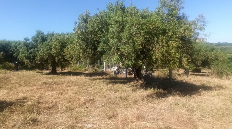 Tarragona - Maspujols - 5773m2