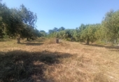 Terreno no urbanizable en venta en Maspujols ref: TR307610 foto