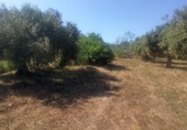 Terreno no urbanizable en venta en Maspujols ref: TR307610 foto