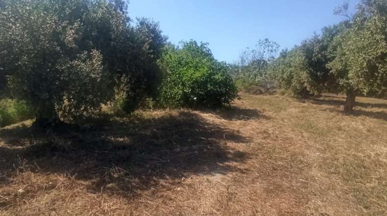 Tarragona - Maspujols - 5773m2