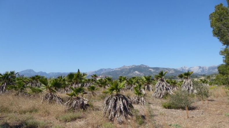 Tarragona - Xerta - 11000m2