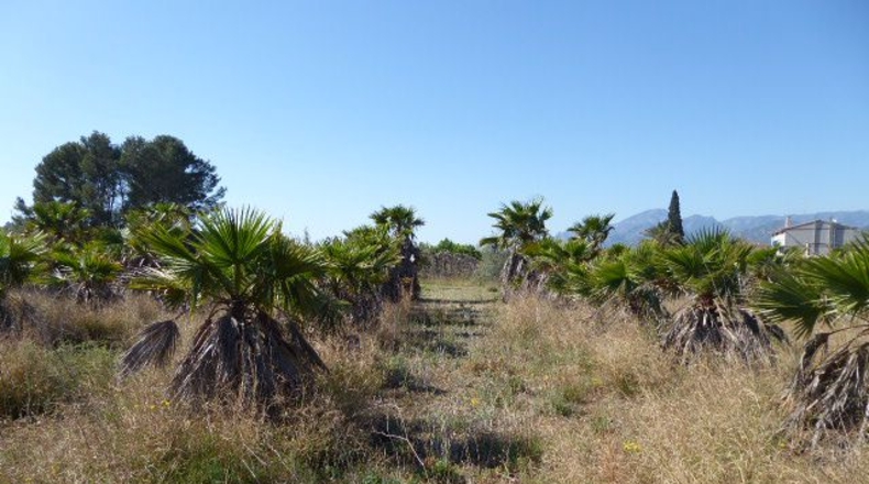 Tarragona - Xerta - 11000m2