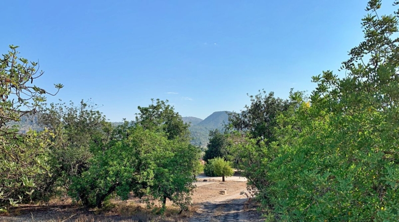 Tarragona - Xerta - 29000m2
