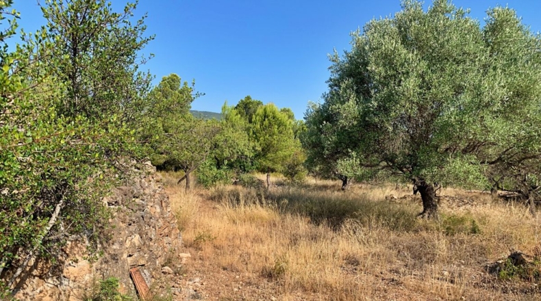 Tarragona - Xerta - 29000m2