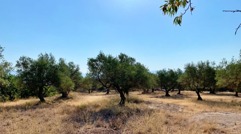 Tarragona - Xerta - 29000m2