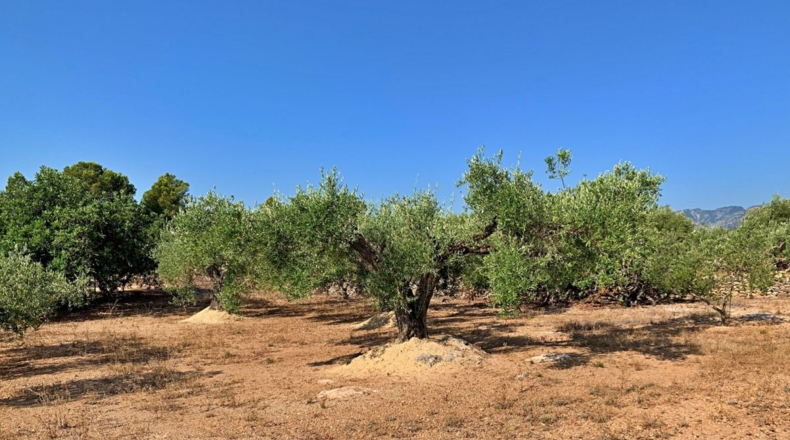 Tarragona - Xerta - 29000m2