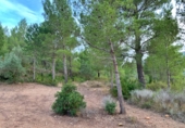 Finca rústica en venda a Alfara de Carles ref.: TR278021 foto
