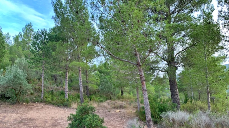 Tarragona - Alfara de Carles - 1m2