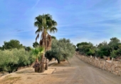 Xalet independent amb terreny en venda a Tortosa ref.: TR68230 foto