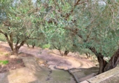Xalet independent amb terreny en venda a Tortosa ref.: TR68230 foto
