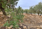 Xalet independent amb terreny en venda a Tortosa ref.: TR68230 foto
