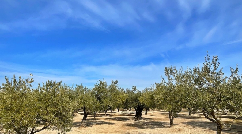 Tarragona - Aldover - 35000m2
