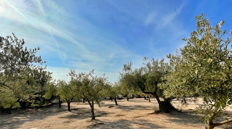 Tarragona - Aldover - 35000m2