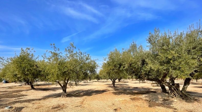Tarragona - Aldover - 35000m2