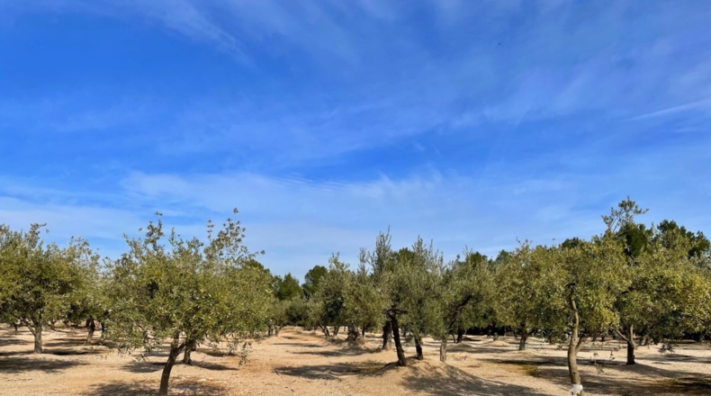 Tarragona - Aldover - 35000m2
