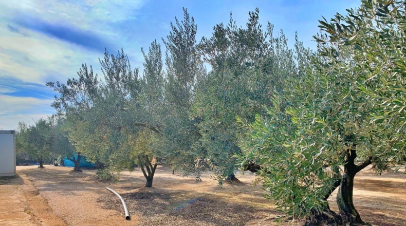 Tarragona - Aldover - 35000m2