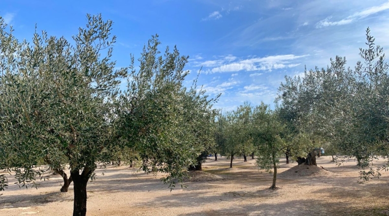 Tarragona - Aldover - 35000m2