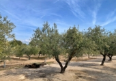 Xalet independent amb terreny en venda a Tortosa ref.: TR70414 foto
