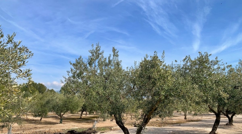 Tarragona - Aldover - 35000m2