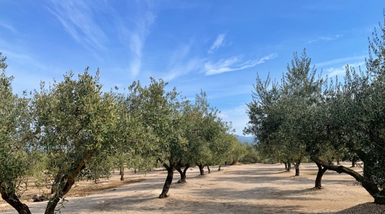 Tarragona - Aldover - 35000m2
