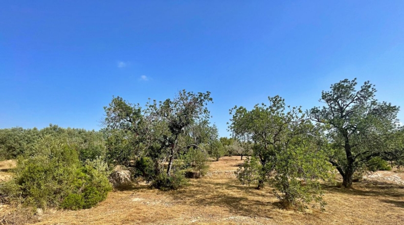 Tarragona - Aldover - 13325m2