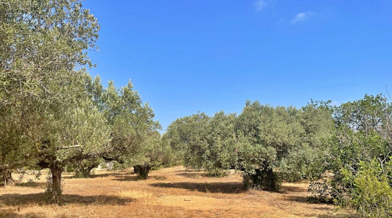 Tarragona - Aldover - 13325m2