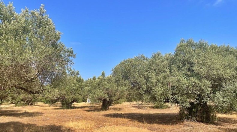 Tarragona - Aldover - 13325m2