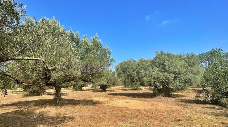 Tarragona - Aldover - 13325m2