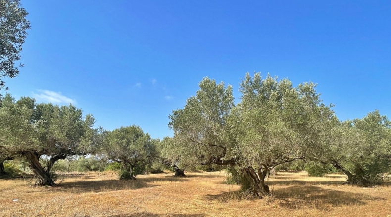Tarragona - Aldover - 13325m2