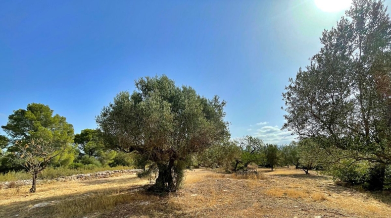 Tarragona - Aldover - 13325m2
