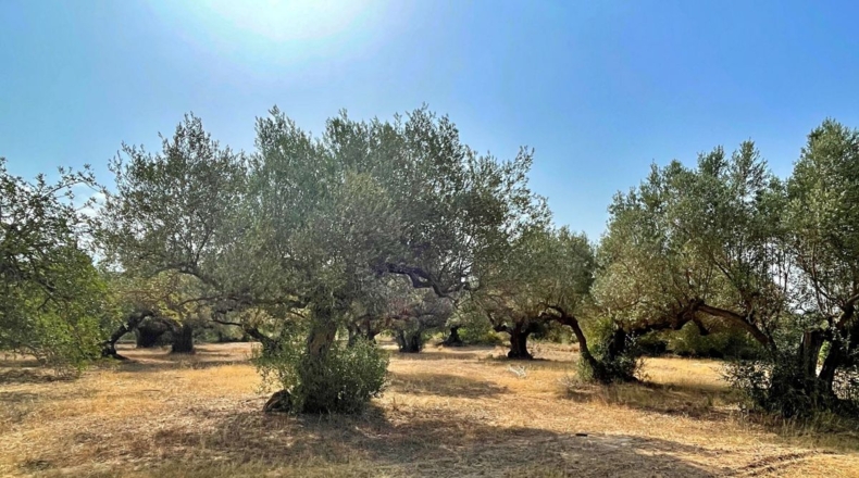 Tarragona - Aldover - 13325m2