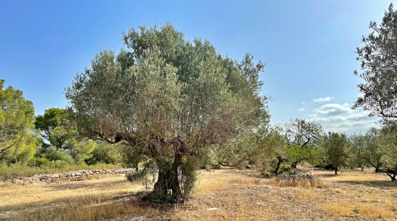 Tarragona - Aldover - 13325m2