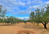 Xalet independent amb terreny en venda a Tortosa ref.: TR93733 foto