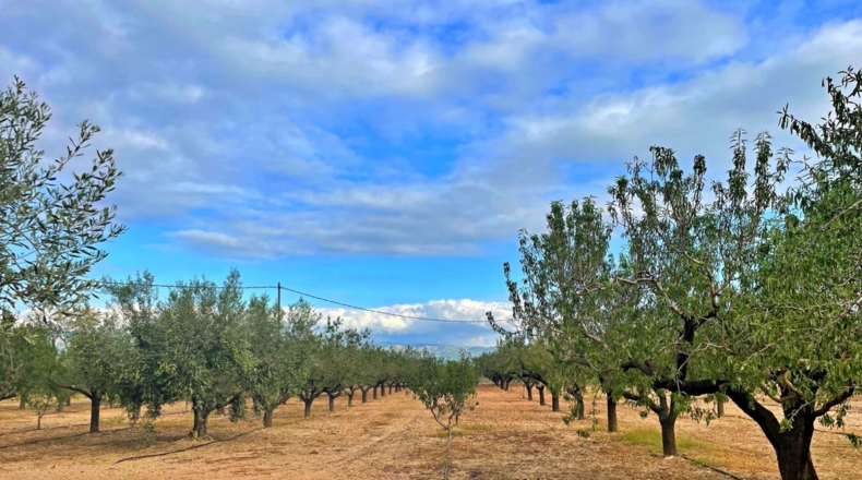 Tarragona - els Reguers - 15000m2